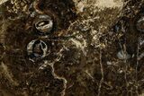 Polished Fossil Stromatolite Colony on Petrified Reed - Utah #365971-1